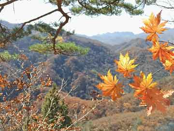 南岸區(qū)體育館領(lǐng)導(dǎo)團(tuán)隊(duì)新陣容，引領(lǐng)變革，共筑輝煌