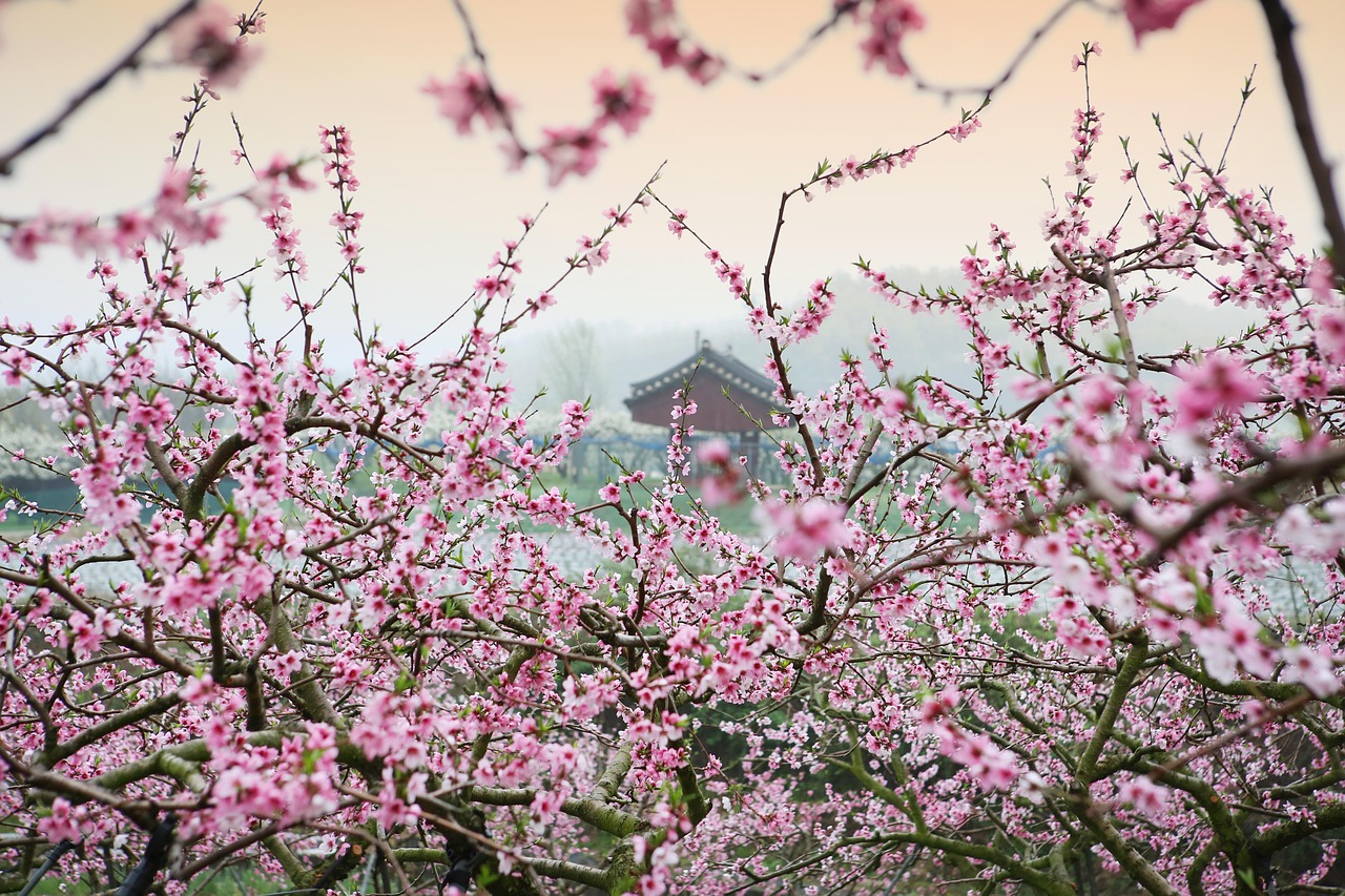 揭秘命運(yùn)與桃花奧秘，桃運(yùn)大相師在線閱讀